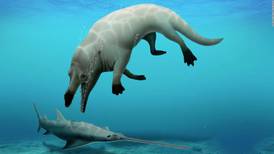 Encuentran en Egipto un fósil de ballena con cuatro patas que podría ser terrestre y acuático