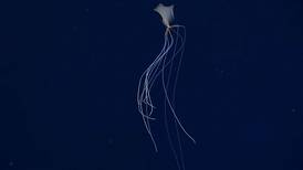 VIDEO I Captan un calamar gigante "fantasmal" de seis metros a más de 2.300 metros de profundidad