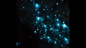 VIDEO | Tocando las estrellas: Miles de luciérnagas iluminan las cuevas de Waitomo en Nueva Zelanda