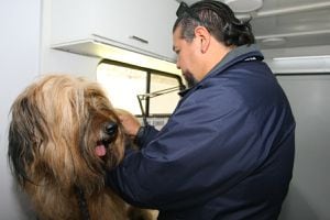 Revisa dónde están los Centros de Atención Veterinaria para mascotas afectadas por incendios