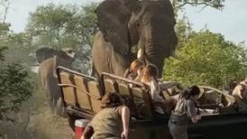 VIDEOS | Elefante ataca a vehículo de safari y pasajeros huyen desesperados