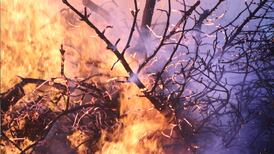 VIDEO | Incendios forestales Quillón: Sectores de Santa Ana y San Ramón son evacuados en Ñuble
