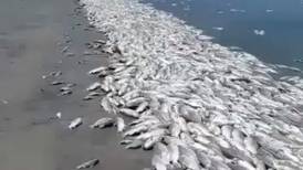 VIDEO | Miles de peces aparecieron muertos producto de la fuerte sequía que sacude a Argentina