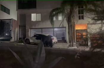 VIDEO | Como si fuera su casa: Captan a gigantesco oso negro paseándose en Monterrey y dejó un "regalito"
