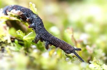 VIDEO | ¿Conoces los Onicóforos? Aquí te mostramos estas extrañas criaturas del sur de Chile