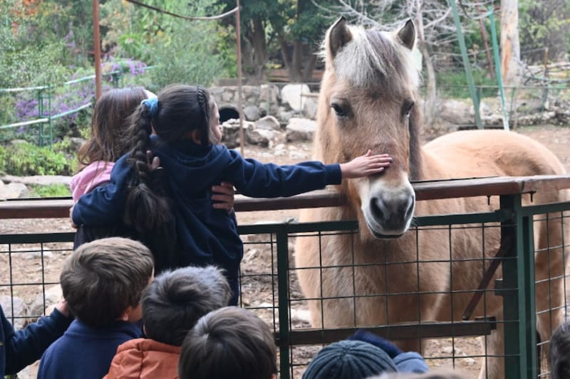 El horario de atención es desde las 10:00 hasta las 18:00 horas.
Créditos: Granja Aventura.