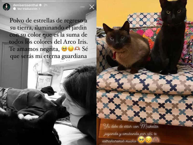Mensaje de despedida de Denise Rosenthal para su gatita Greta. Foto: Instagram.