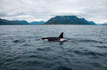 VIDEO | Una postal para recordar: Avistan orcas en las costas del Sector 5 en Reñaca