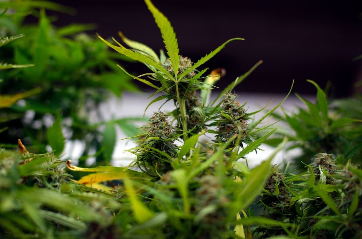 Este es el primer país de la Unión Europea en legalizar el consumo y cultivo de cannabis