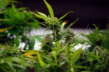 Este es el primer país de la Unión Europea en legalizar el consumo y cultivo de cannabis