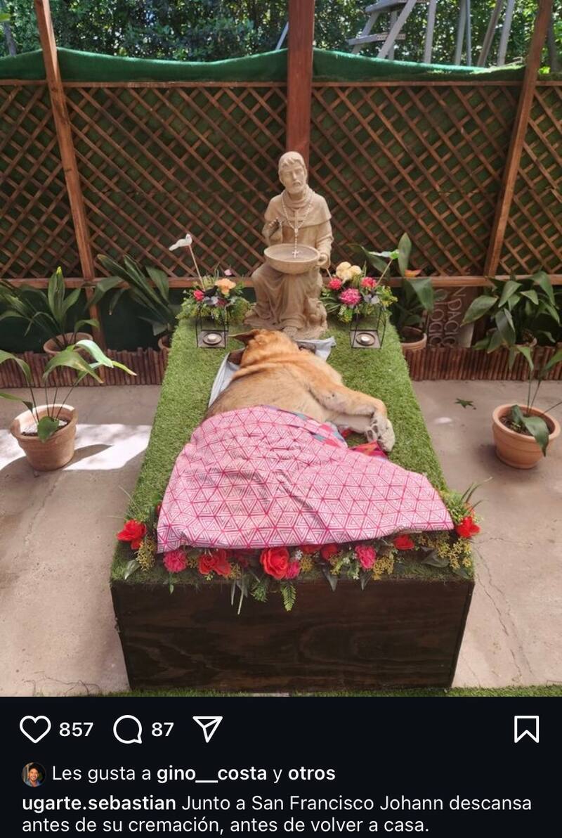 El último adiós del Doctor Ugarte a su perrito.