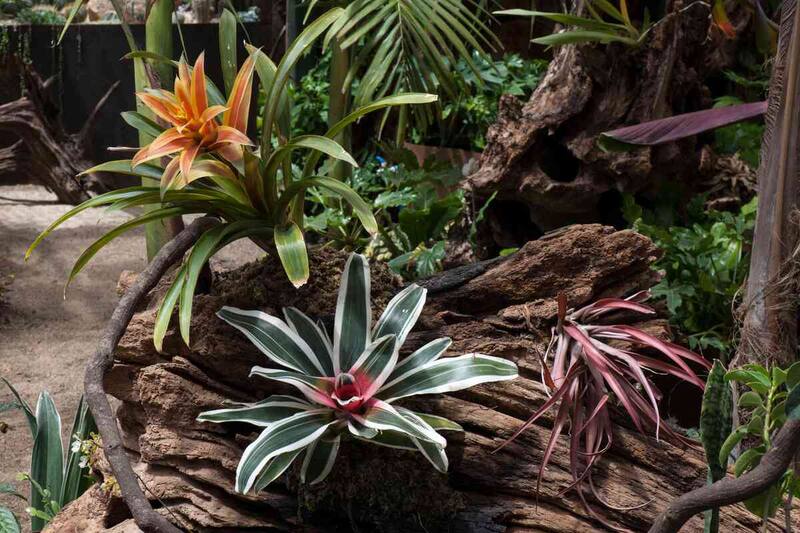 Conoce y disfruta de la belleza de las distintas especies de plantas. Créditos: Parque Tricao.