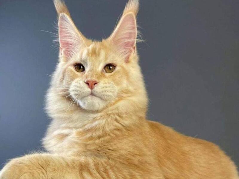 Su dueño en un acto de maltrato animal lo lanzó por una terraza de pies amarrados.