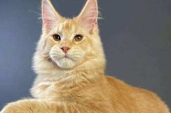 Detienen a exmilitar acusado de amarrar y arrojar a su gato desde un séptimo piso en Las Condes