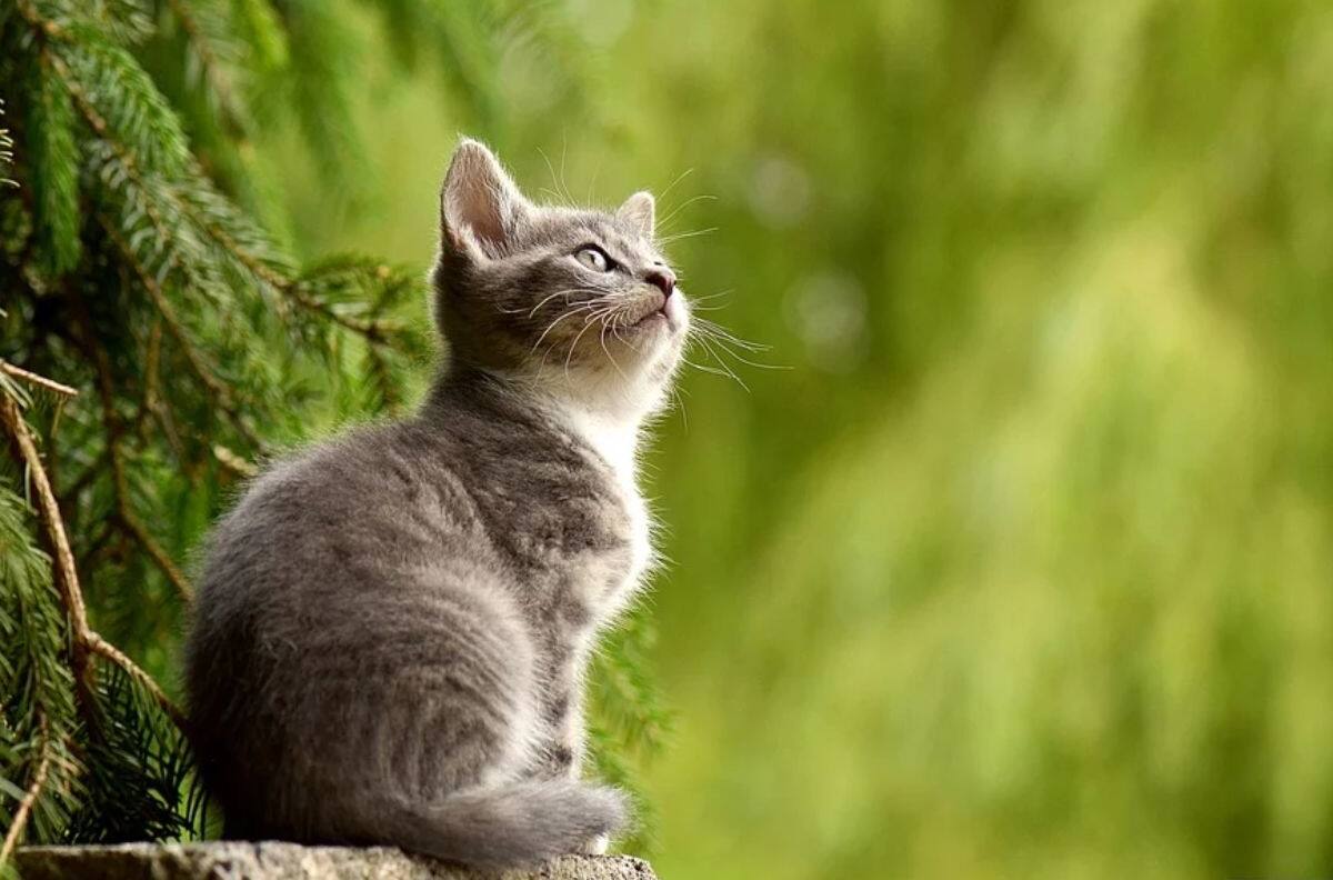 VIDEO | ¡Ni él lo podía creer! Gatito patea su juguete y luego se sorprende cuando este desaparece