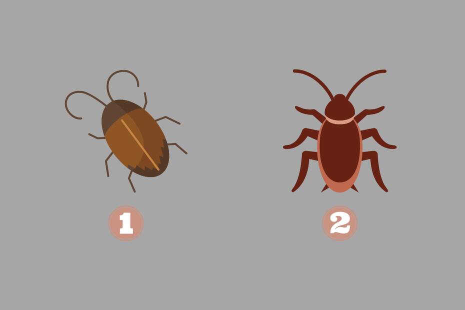 ¿Qué cucaracha te llama más la atención?