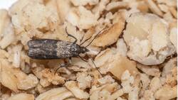 Cómo eliminar polillas de la despensa de forma rápida y sin químicos