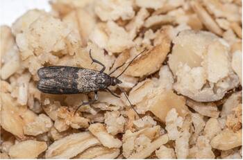 Cómo eliminar polillas de la despensa de forma rápida y sin químicos