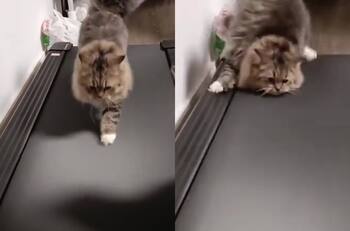 VIDEO | Dos gatos intentan hacer ejercicios en una máquina trotadora pero no logran sostenerse