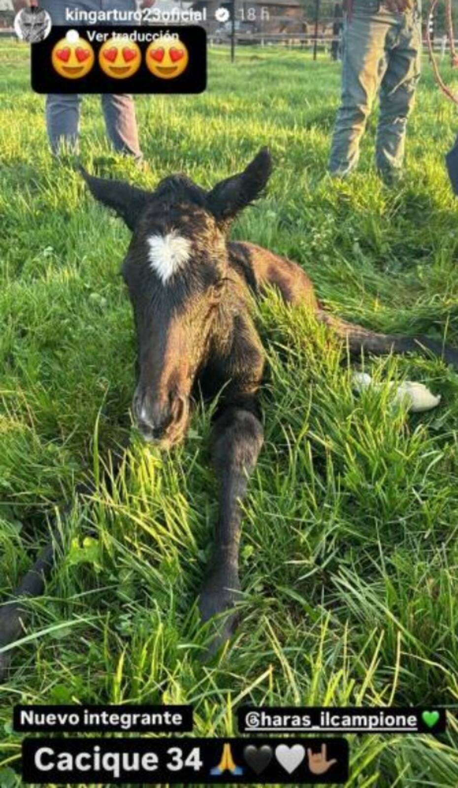 El nuevo caballo que presentó Arturo Vidal en sus redes sociales.