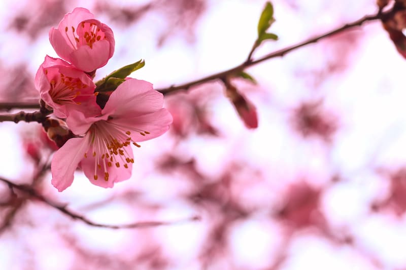 En esta temporada, los sakuras o cerezos del lugar empiezan a florecer, creando una postal de ensueño en pleno Santiago. Créditos: Freepik.