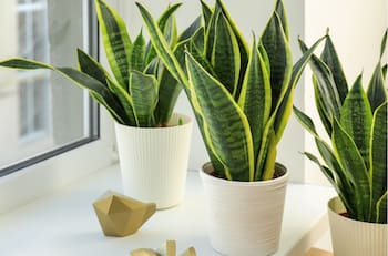 Esta es la planta tendencia en decoración de hogares: conoce cómo cuidarla y los beneficios para la salud