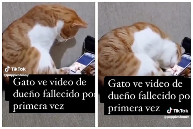 Este gato tiene una conmovedora reacción al ver a su dueño otra vez.