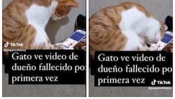 VIDEO | Gato recuerda a su dueño fallecido y su reacción te enternecerá hasta las lágrimas