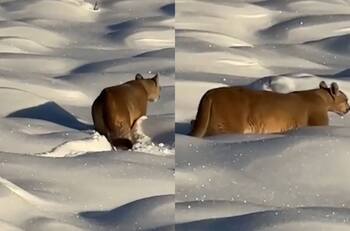 VIDEO | Turistas captaron a un puma en Torres del Paine