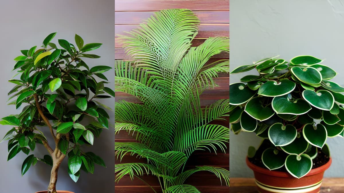 Plantas de interior que refrescan tu hogar: 3 aliadas contra el calor