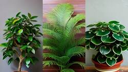 Plantas de interior que refrescan tu hogar: 3 aliadas contra el calor