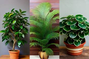 Plantas de interior que refrescan tu hogar: 3 aliadas contra el calor