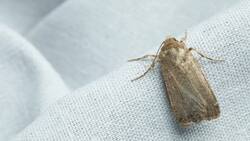 Ni cloro ni bicarbonato: el repelente casero que elimina las polillas de tu hogar sin usar químicos