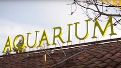 En pleno centro de Santiago: Este acuario es el panorama familiar perfecto por menos de $5.000