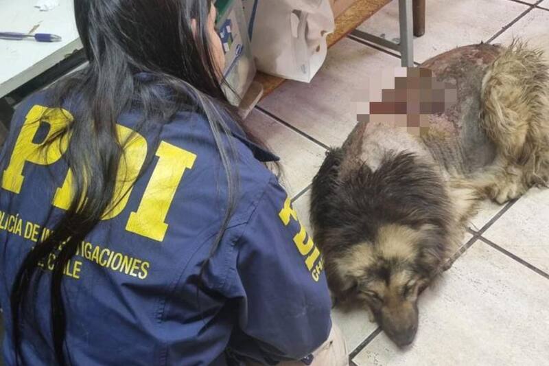 Perrito tenía heridas lacerantes en gran parte de su cuerpo.