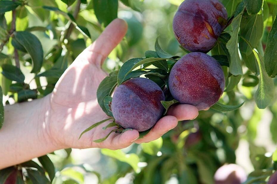 Las ciruelas chilenas llegarán a las góndolas de más de 400 supermercados Freshippo.