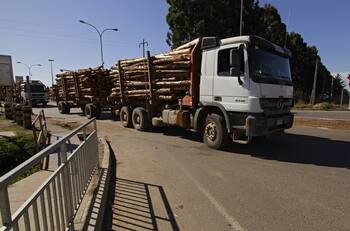 VIDEO | Camión forestal cae al lecho de un río luego de que el puente por el que cruzaba colapsara