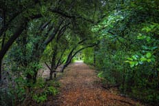 ¿Aún no has visitado este pulmón verde dentro de Santiago?: Se trata de un bosque gratuito que es ideal para despejarse