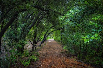 ¿Aún no has visitado este pulmón verde dentro de Santiago?: Se trata de un bosque gratuito que es ideal para despejarse