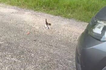 VIDEO | ¡Emboscada de gatitos!: Hombre paró a recoger a un gato bebé, pero aparecieron sus 12 hermanos