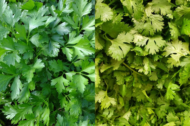 Conoce en qué debes fijarte para diferenciarlos.