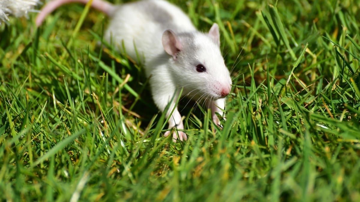 Terrible: Jóvenes prendieron fuego a un ratón dentro de una jaula y divulgaron imágenes en WhatsApp