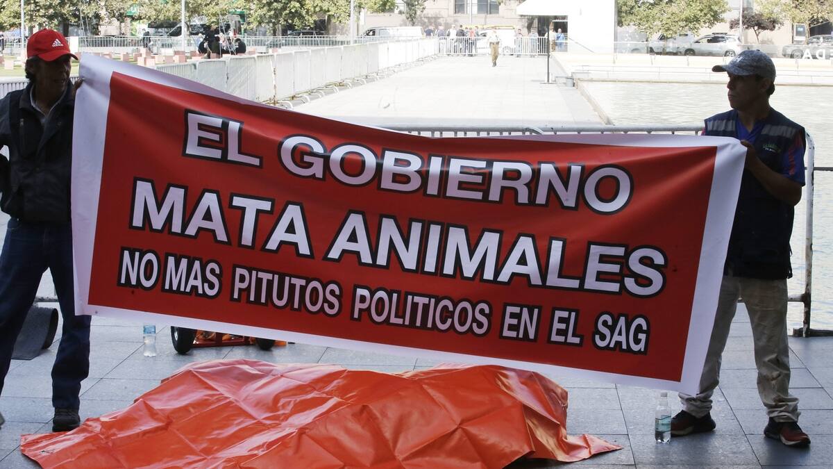 León muerto fue llevado hasta La Moneda como protesta contra el SAG