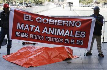 León muerto fue llevado hasta La Moneda como protesta contra el SAG
