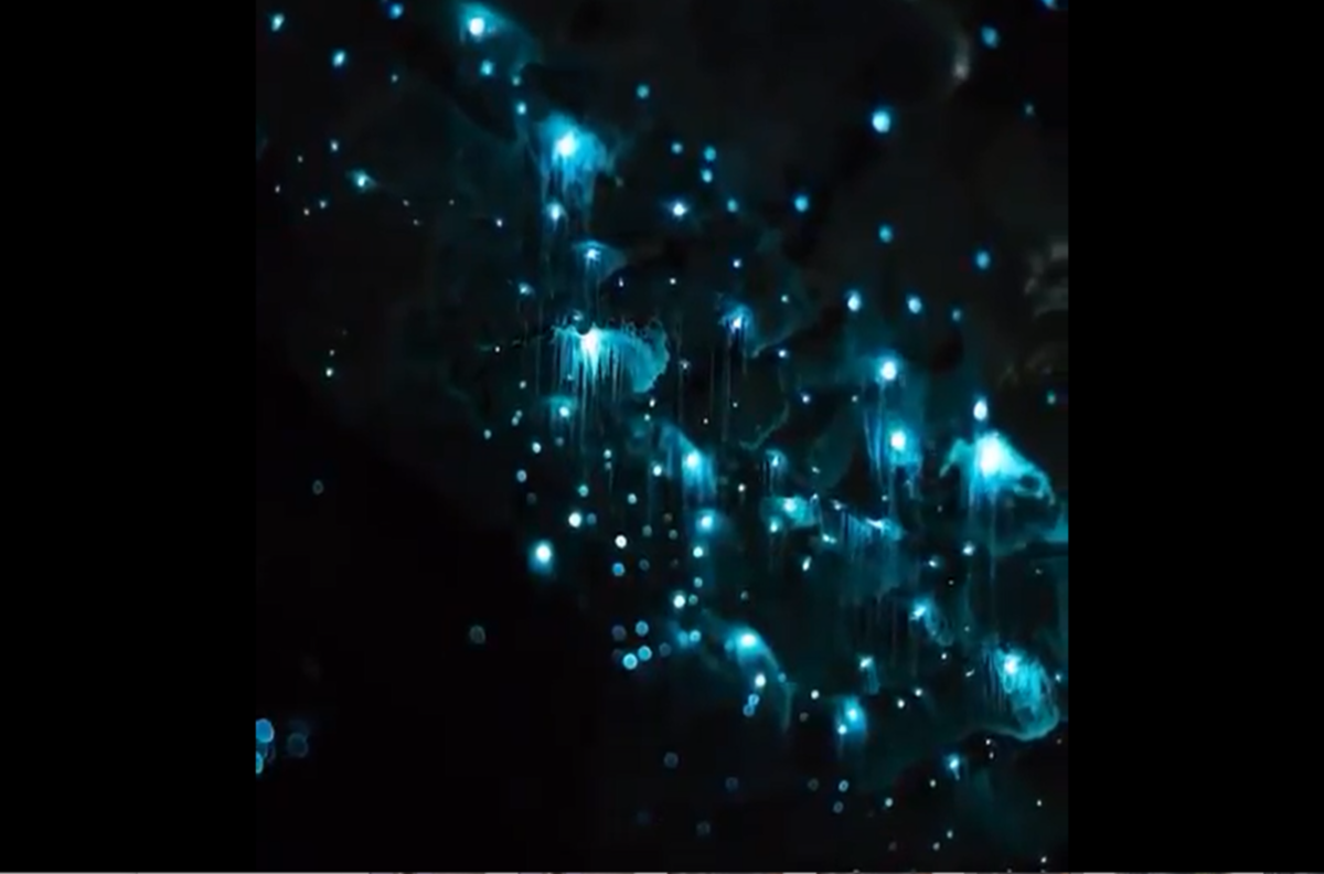 VIDEO | Tocando las estrellas: Miles de luciérnagas iluminan las cuevas de Waitomo en Nueva Zelanda