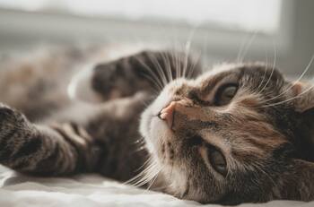 Estos son los 10 nombres de gatos más lindos y originales según la inteligencia artificial