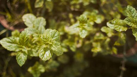 Esta es la infusión que te ayudará a regular la hormona del estrés: sus propiedades te sorprenderán