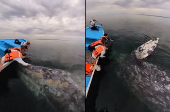 VIDEO | Un encuentro inimaginable: Turistas logran ver y acariciar una ballena gris