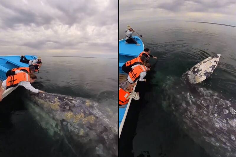 Turistas acarician una ballena gris.