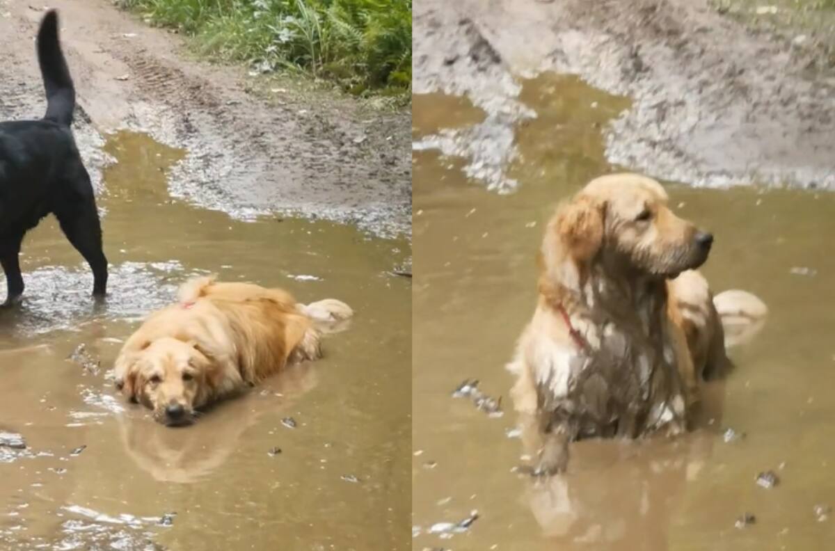 VIDEO | Viviendo su mejor vida: Perrito se hace viral por descansar en medio de un charco de barro